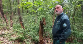 Balaton jövője függ tőle: erdő lesz-e 50 év múlva? 🌲